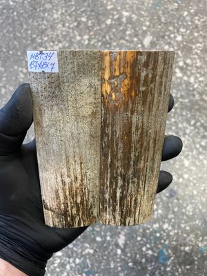 mammoth bark tusk pair scales MBT34