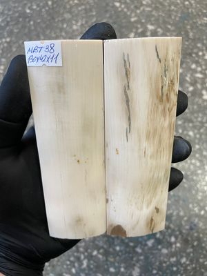 mammoth bark tusk pair scales MBT38