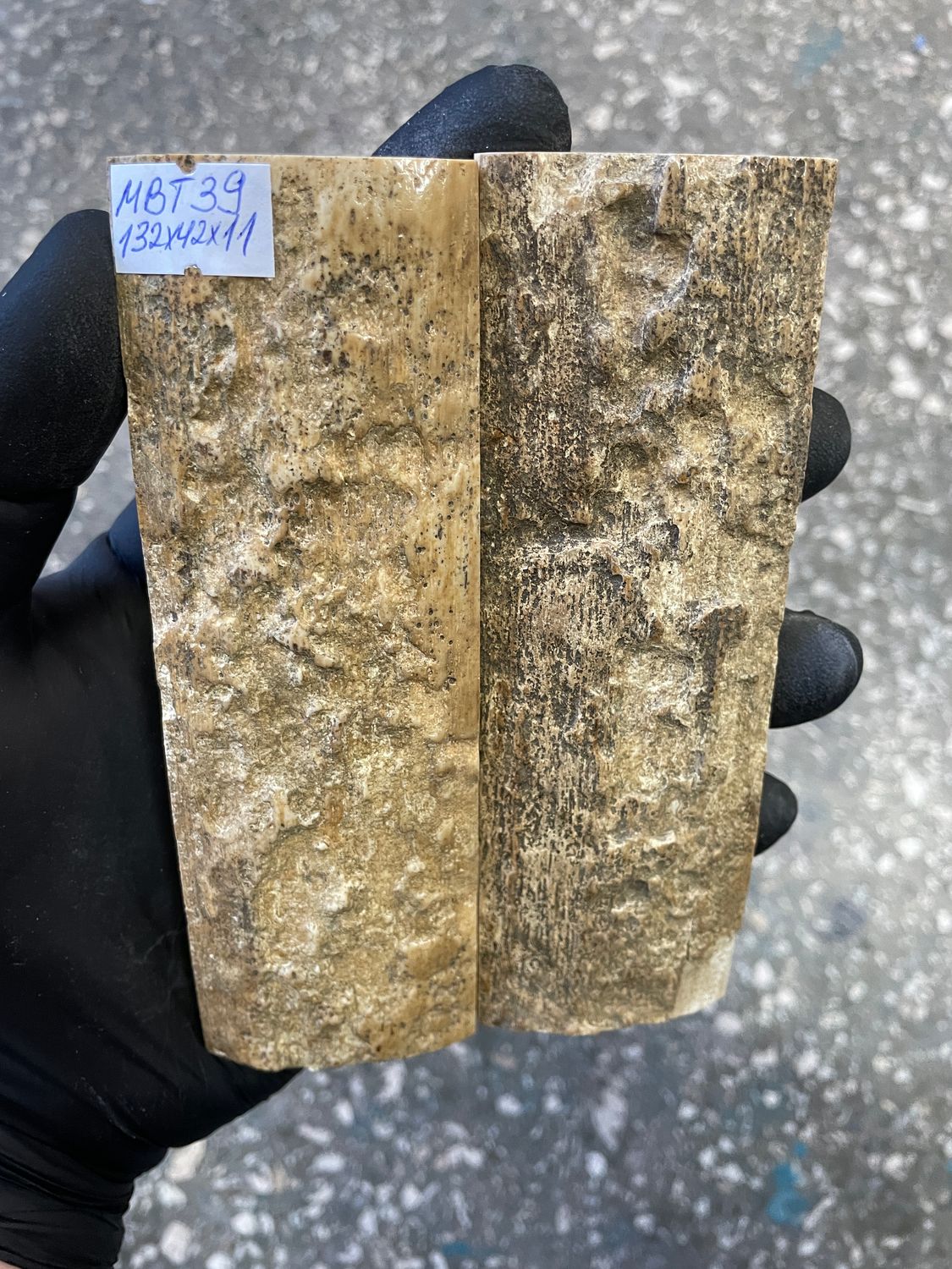 mammoth bark tusk pair scales MBT39