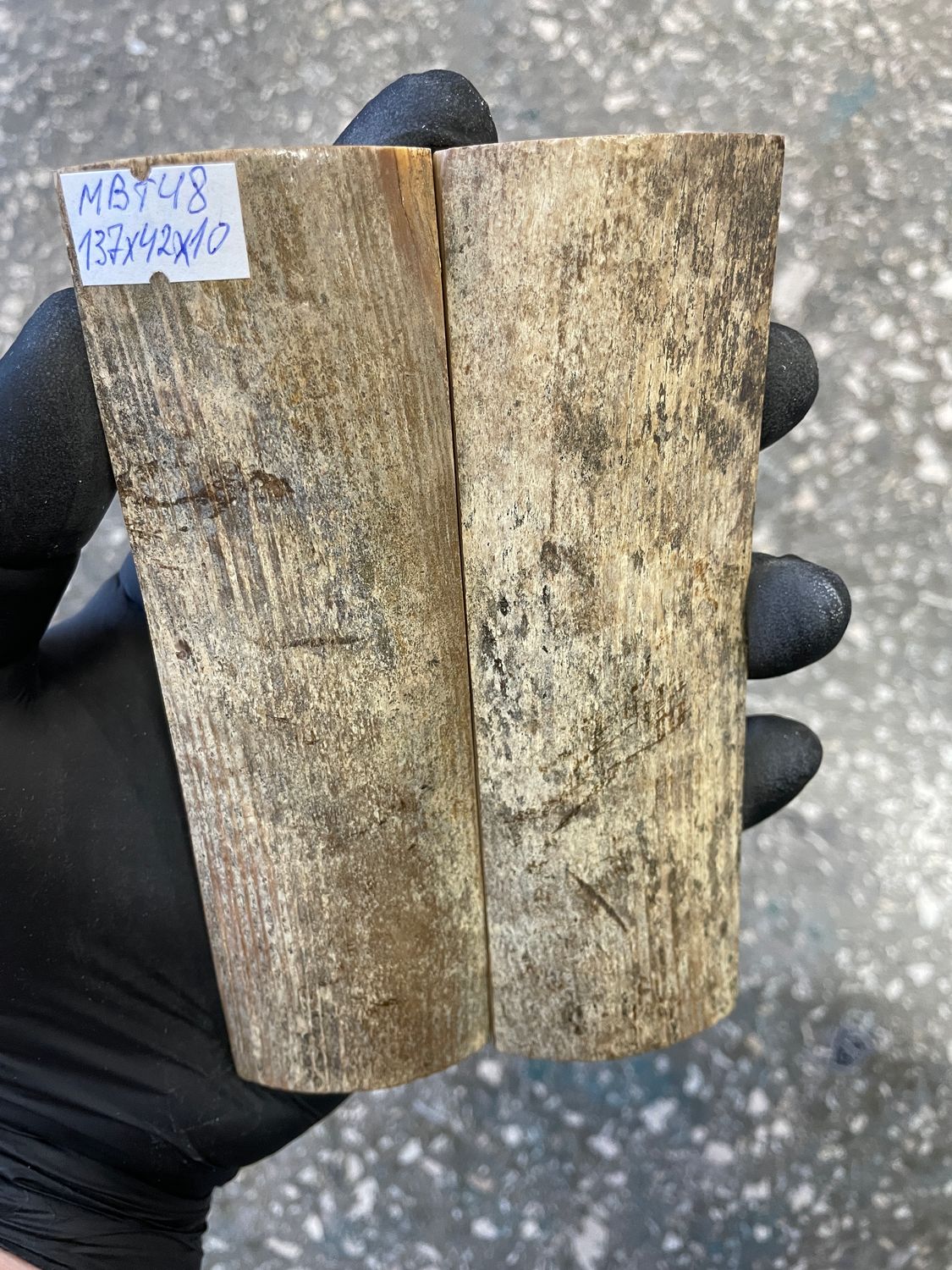 mammoth bark tusk pair scales MBT48