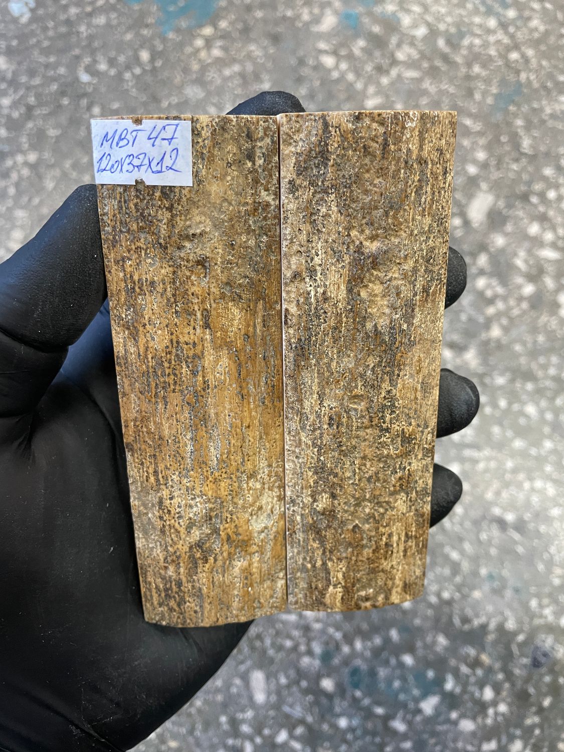 mammoth bark tusk pair scales MBT47