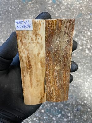 mammoth bark tusk pair scales MBT41