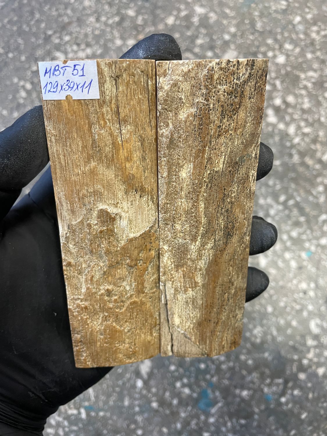 mammoth bark tusk pair scales MBT51