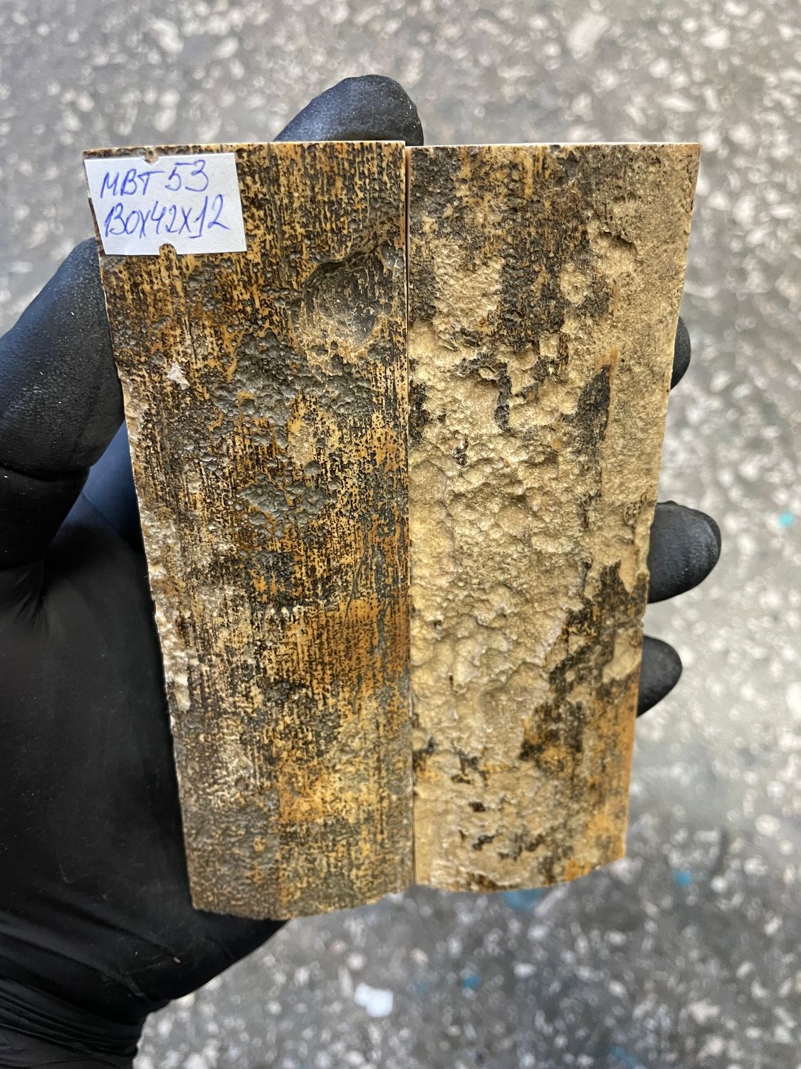 mammoth bark tusk pair scales MBT53