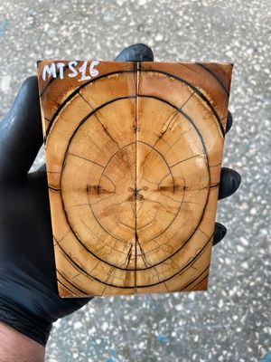 Mammoth tusk knife scales 5.35-1.88-0.39 inch MTS16