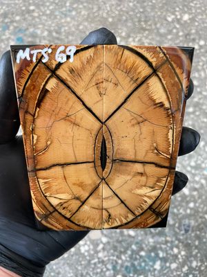 stabilized mammoth tusk knife scales pair fossil handle material MTS69