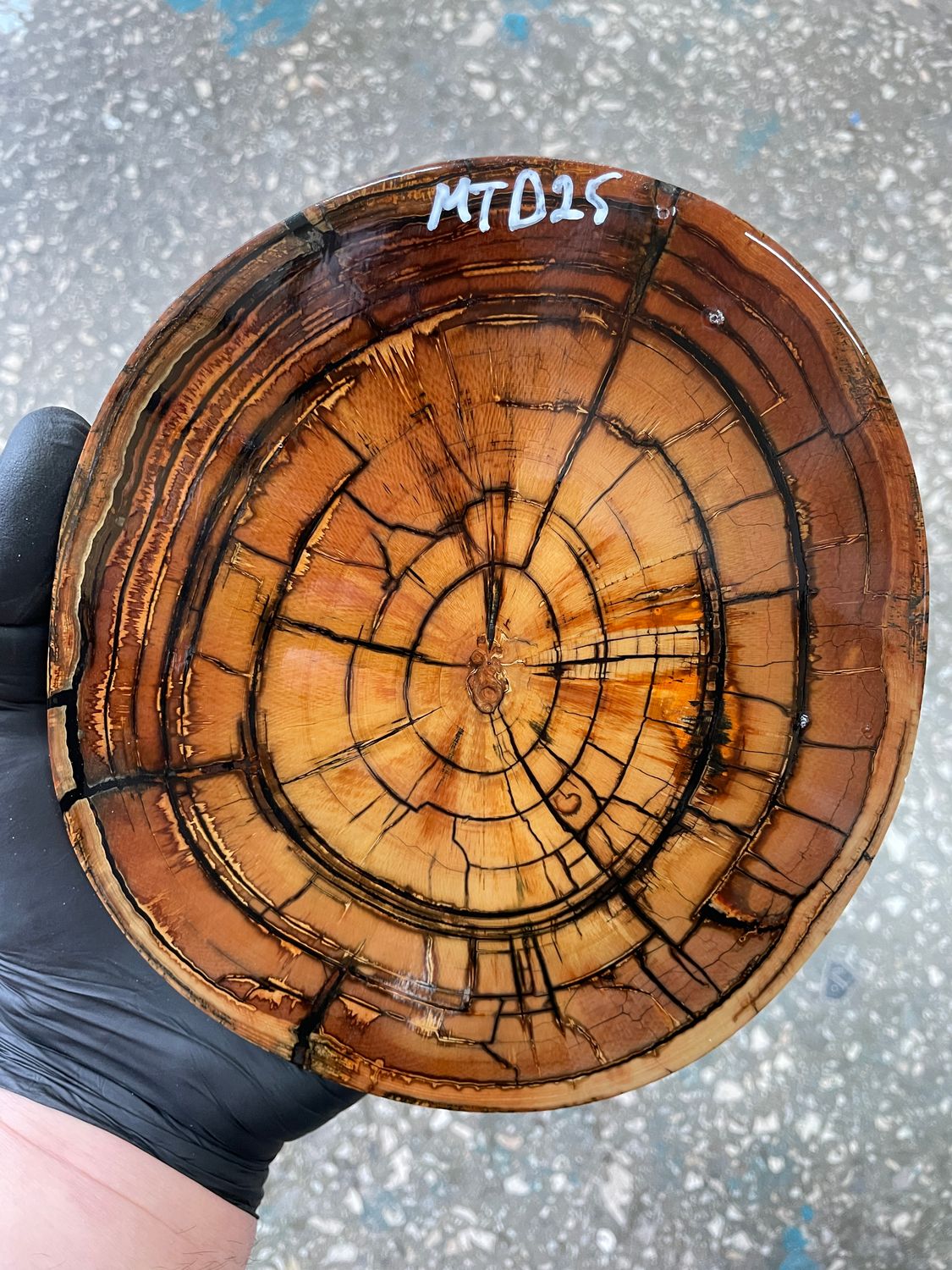 Stabilized mammoth tusk disk fossil ivory cross cut for knife making MTD25