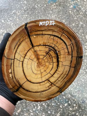 Stabilized mammoth tusk disk fossil ivory cross cut for knife making MTD26