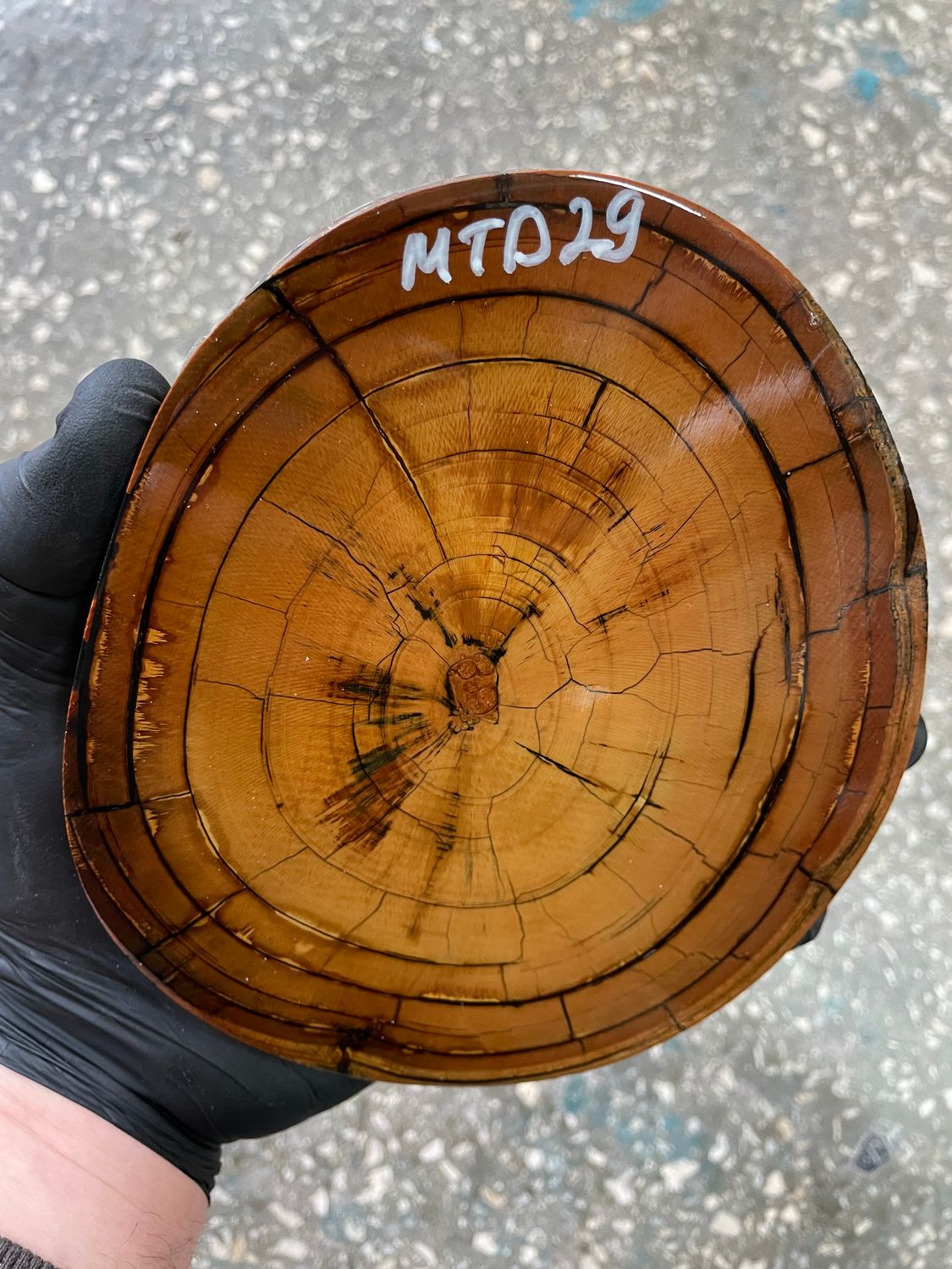 Mammoth tusk disk cross cut MTD29