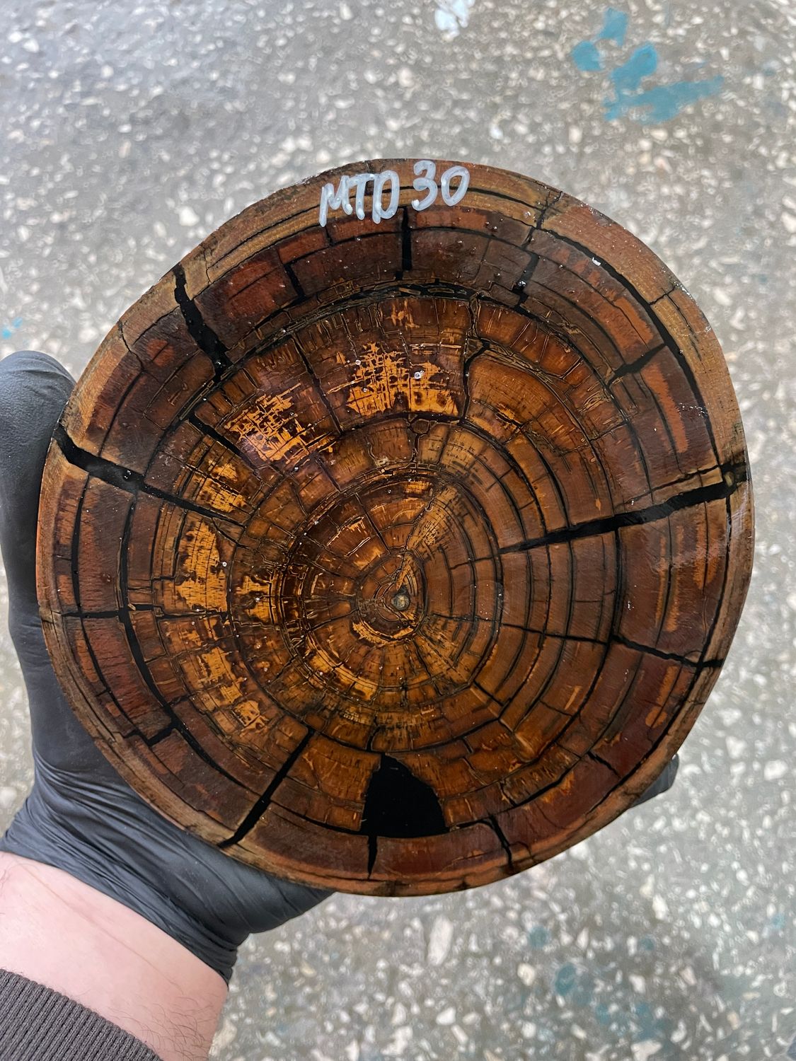 Mammoth tusk disk cross cut MTD30