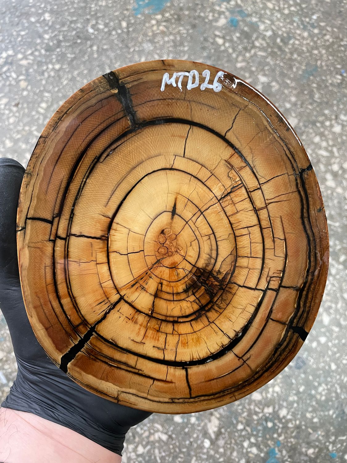 Mammoth tusk disk cross cut MTD26