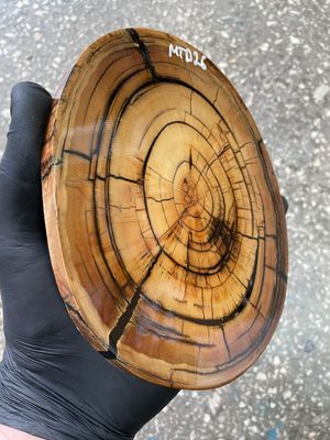 Natural woolly mammoth tusk disk slab unique pattern stabilized ivory material