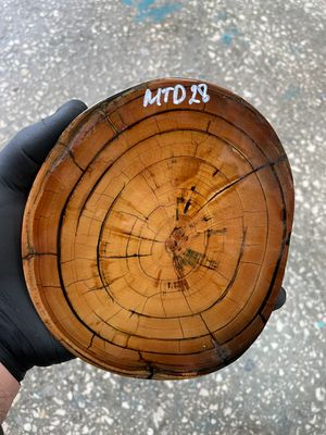 Mammoth Tusk Disk Cross Cut Stabilized Fossil Slab for Knifemaking MTD28