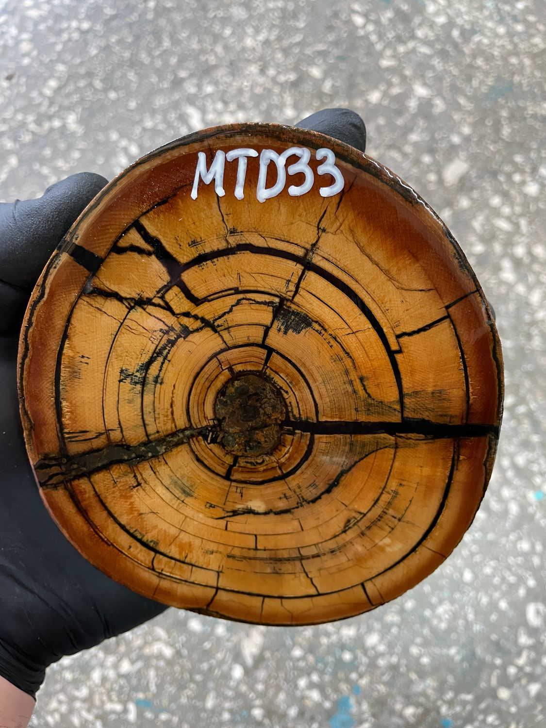 Mammoth tusk disk cross cut MTD33