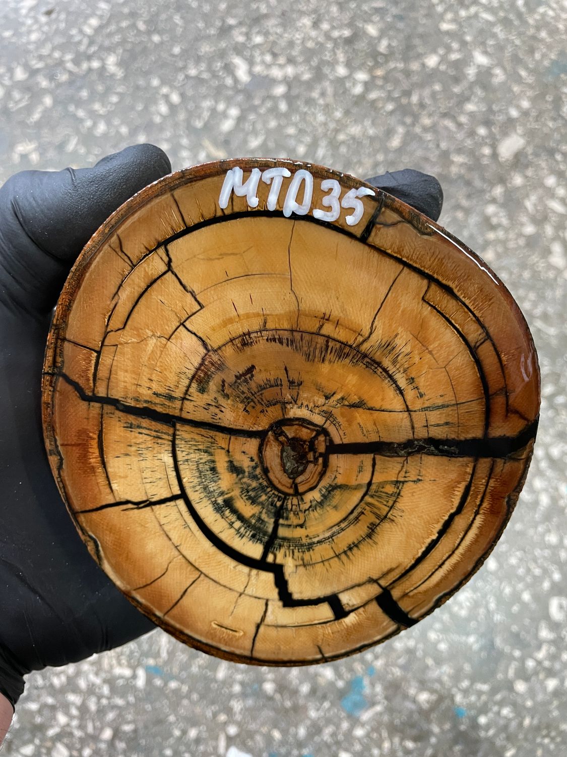 Mammoth tusk disk cross cut MTD35