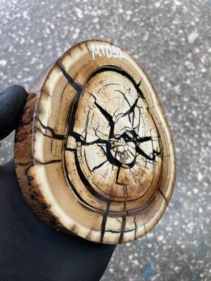 Stabilized mammoth tusk disk fossil ivory cross cut for knife making MTD32