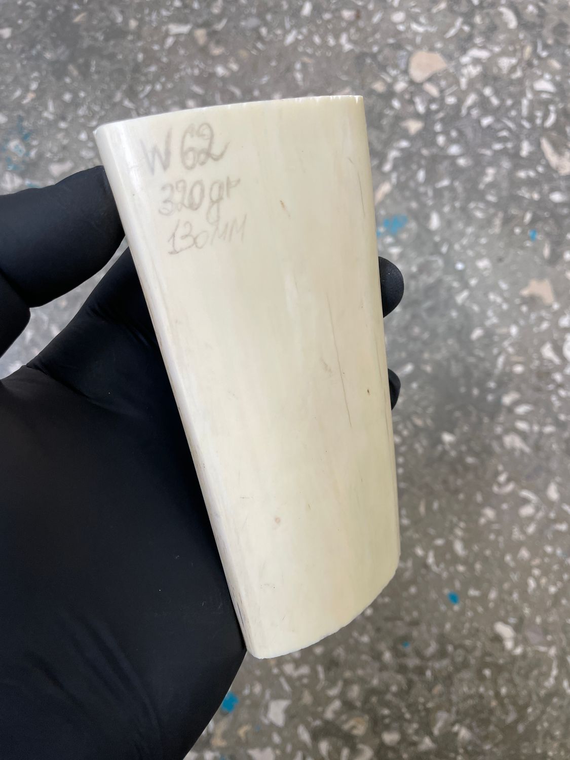 Walrus tusk for scrimshaw carving knifehandle 0.70 lb W62