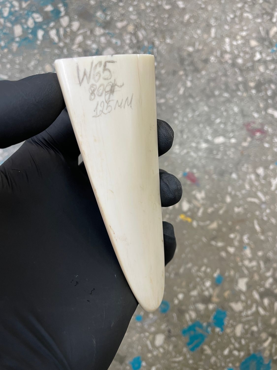 Walrus tusk for scrimshaw carving knifehandle 0.17 lb W65