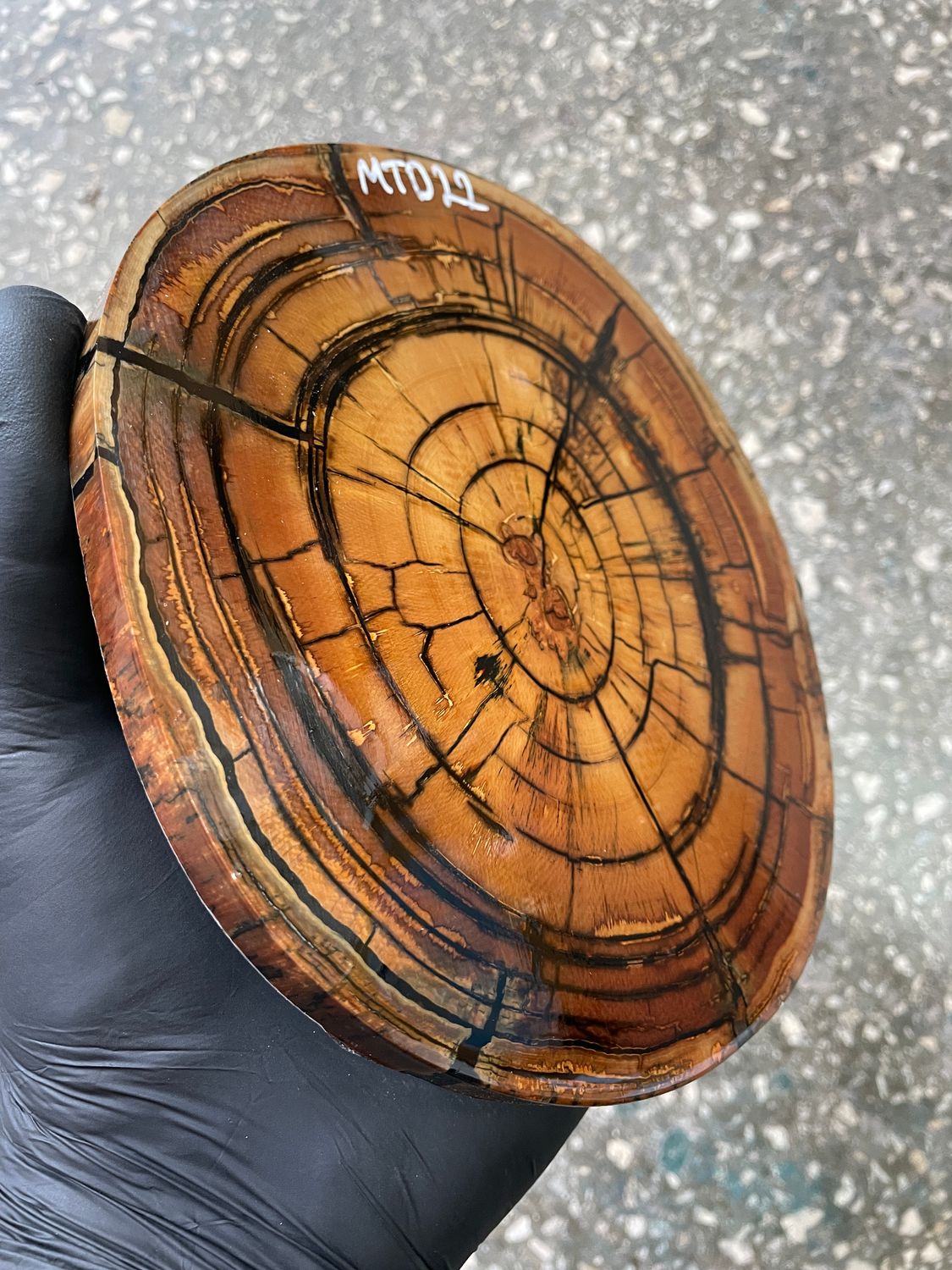 Mammoth tusk disk cross cut MTD22