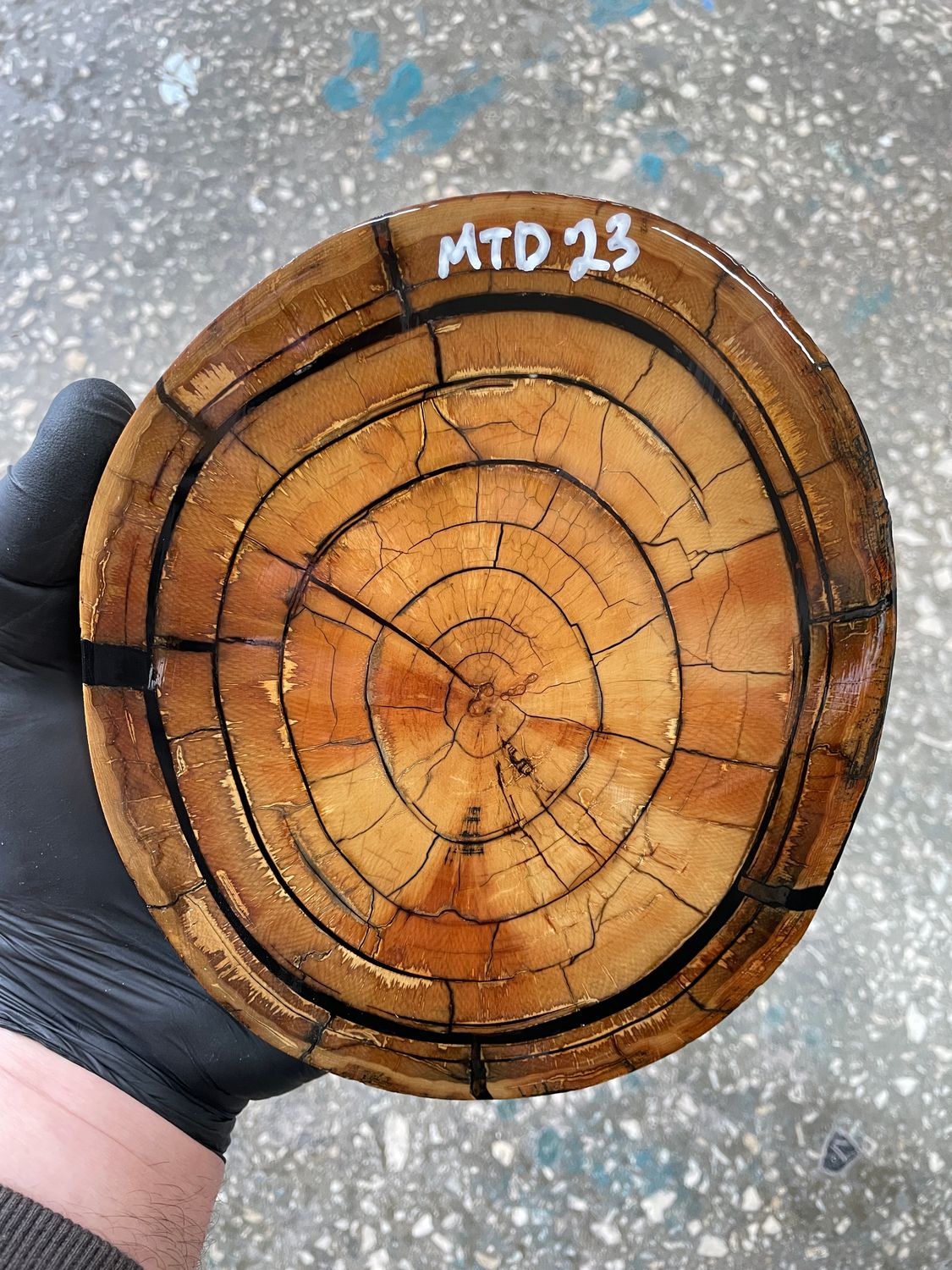 Mammoth tusk disk cross cut MTD23