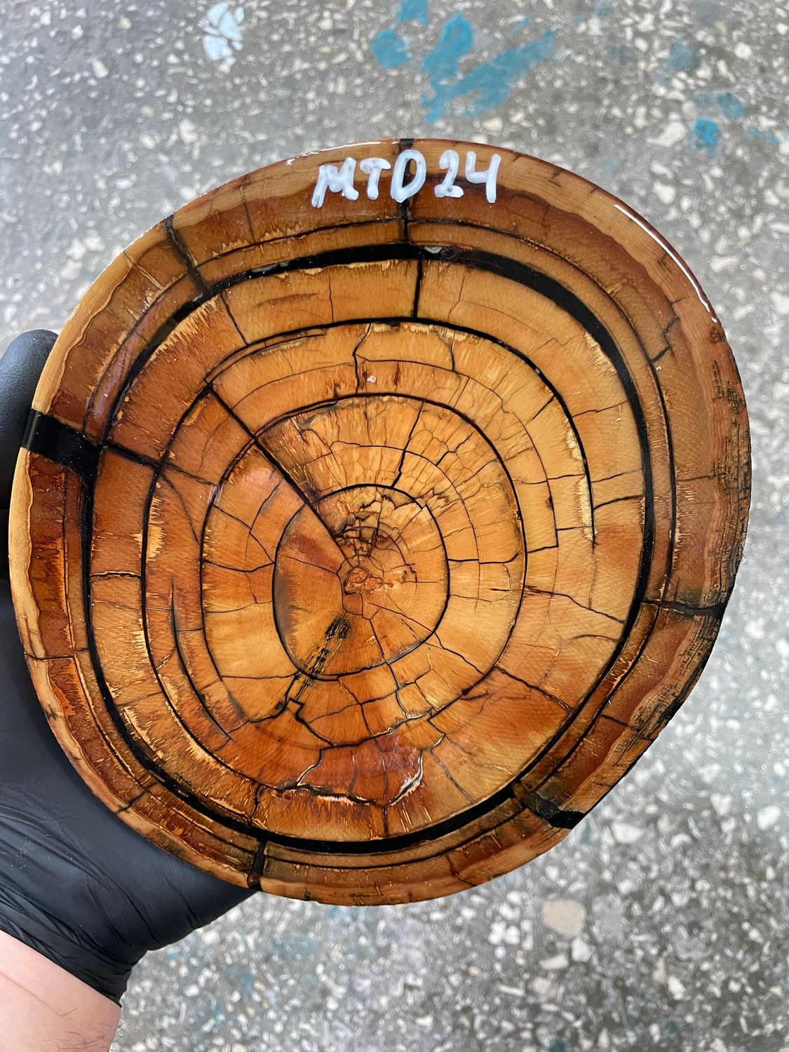 Mammoth tusk disk cross cut MTD24