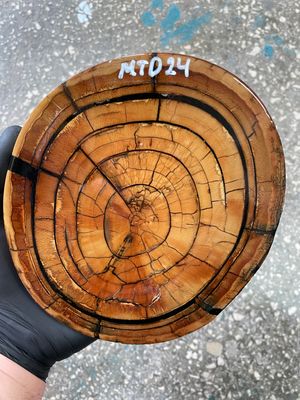 Stabilized mammoth tusk disk fossil ivory cross cut for knife making MTD24