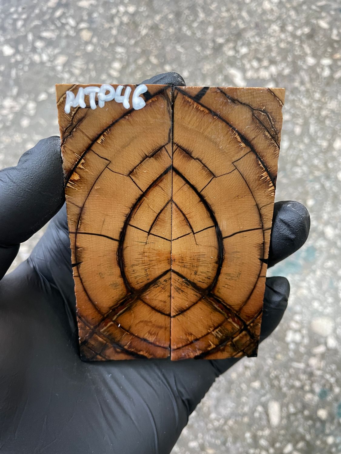 Mammoth tusk scales 3.77-1.29-0.27 inch MTP46