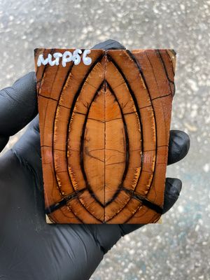 stabilized mammoth tusk knife scales pocket knife pair fossil material MTP56