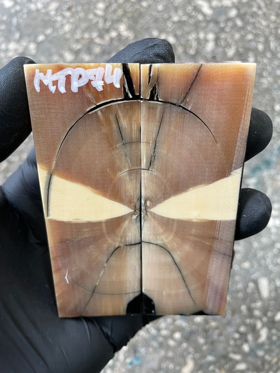 Mammoth tusk scales 3.81-1.33-0.27 inch MTP74