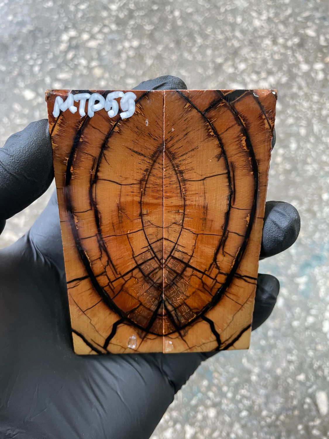 Mammoth tusk scales 3.66-1.33-0.27 inch MTP59