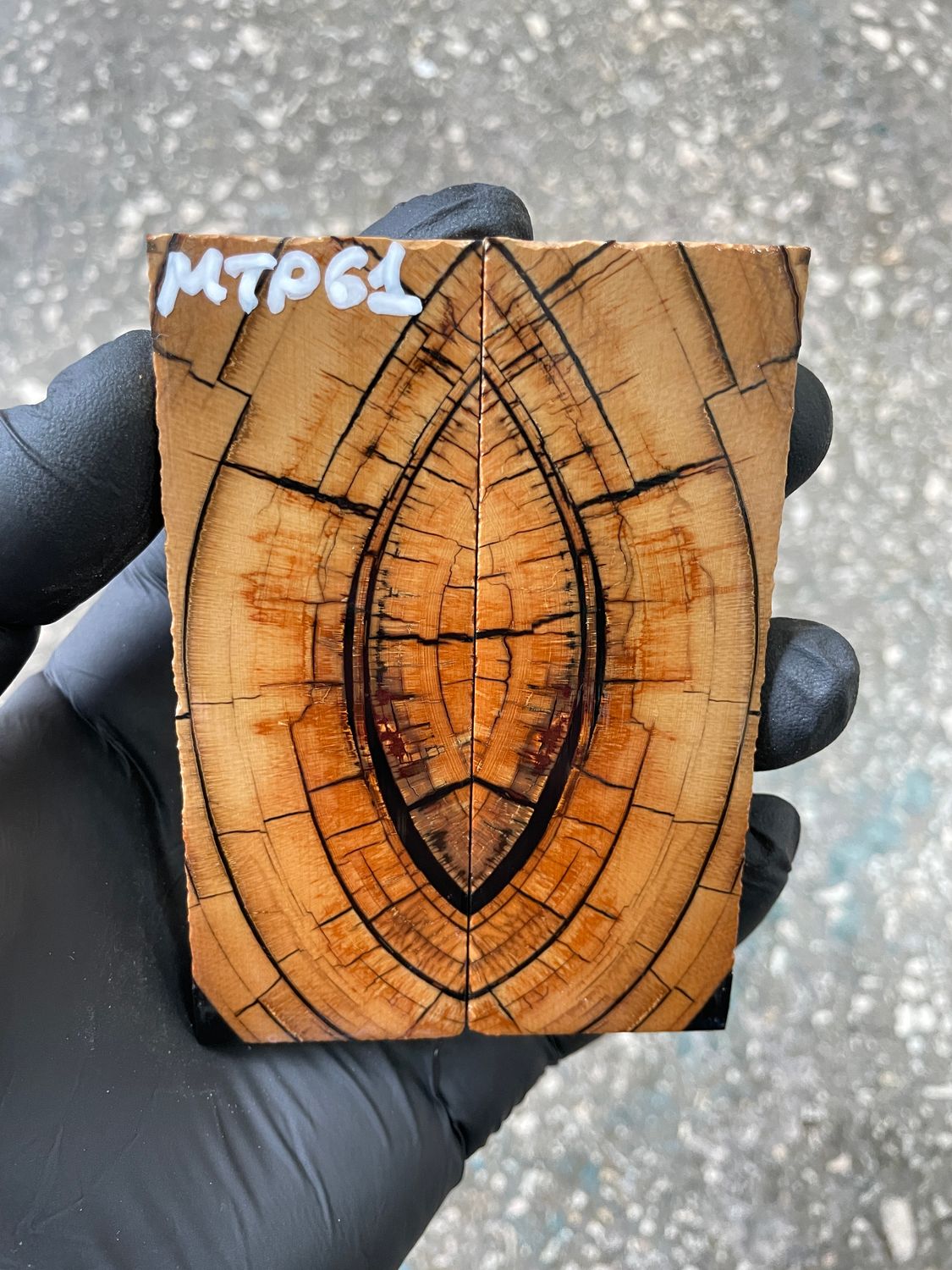 Mammoth tusk scales 3.81-1.33-0.27 inch MTP61