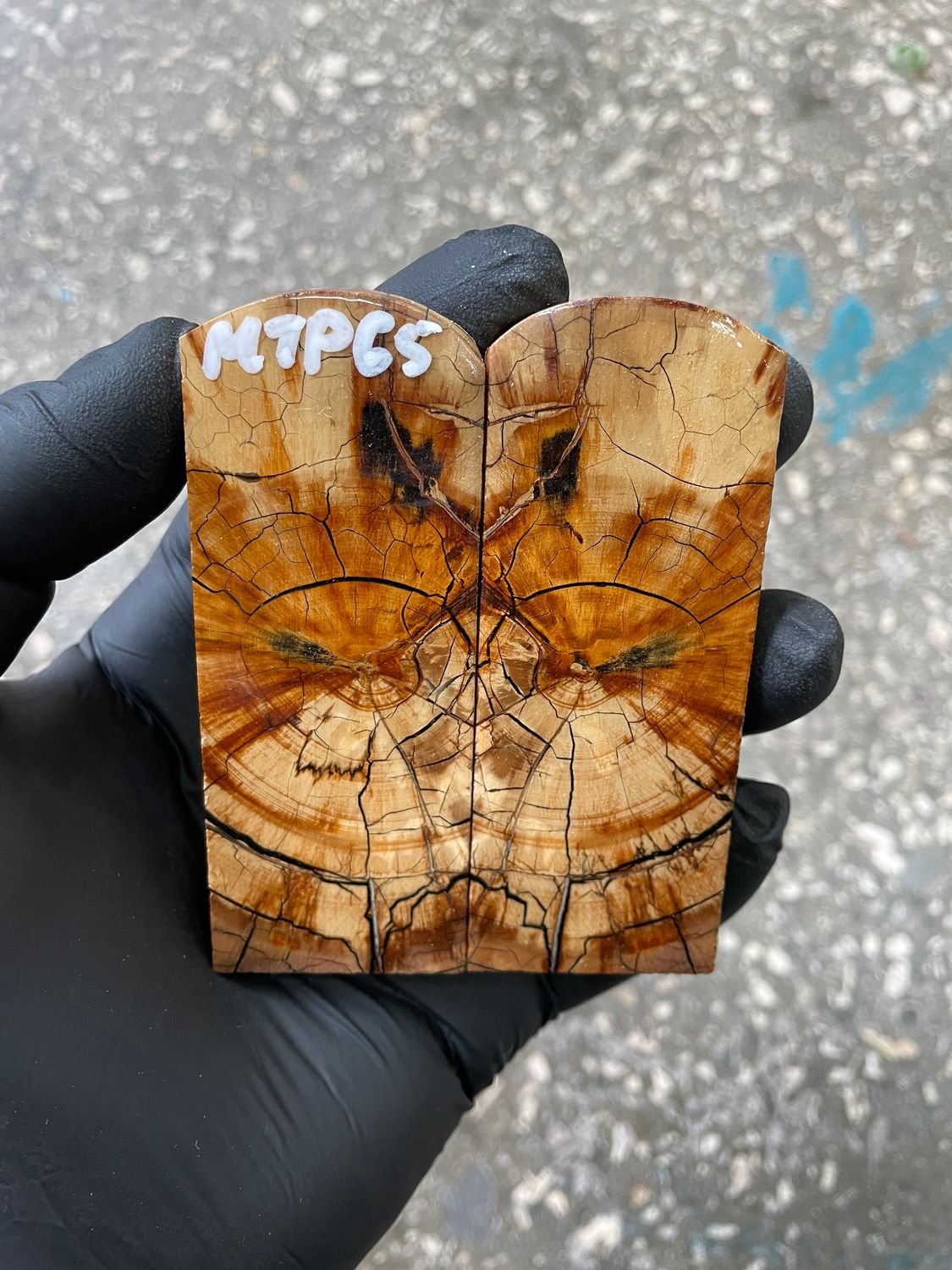 Mammoth tusk scales 3.46-1.33-0.35 inch MTP65