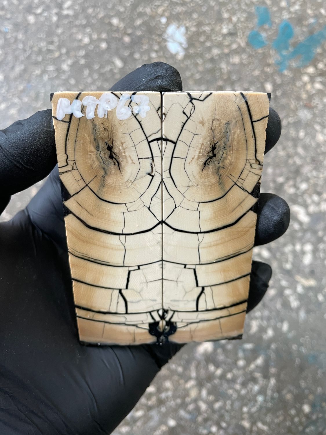 Mammoth tusk scales 3.77-1.29-0.35 inch MTP67