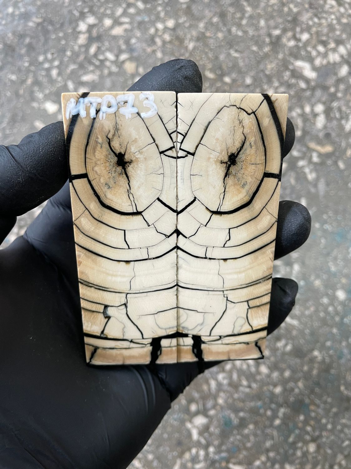 Mammoth tusk scales 3.74-1.33-0.35 inch MTP73