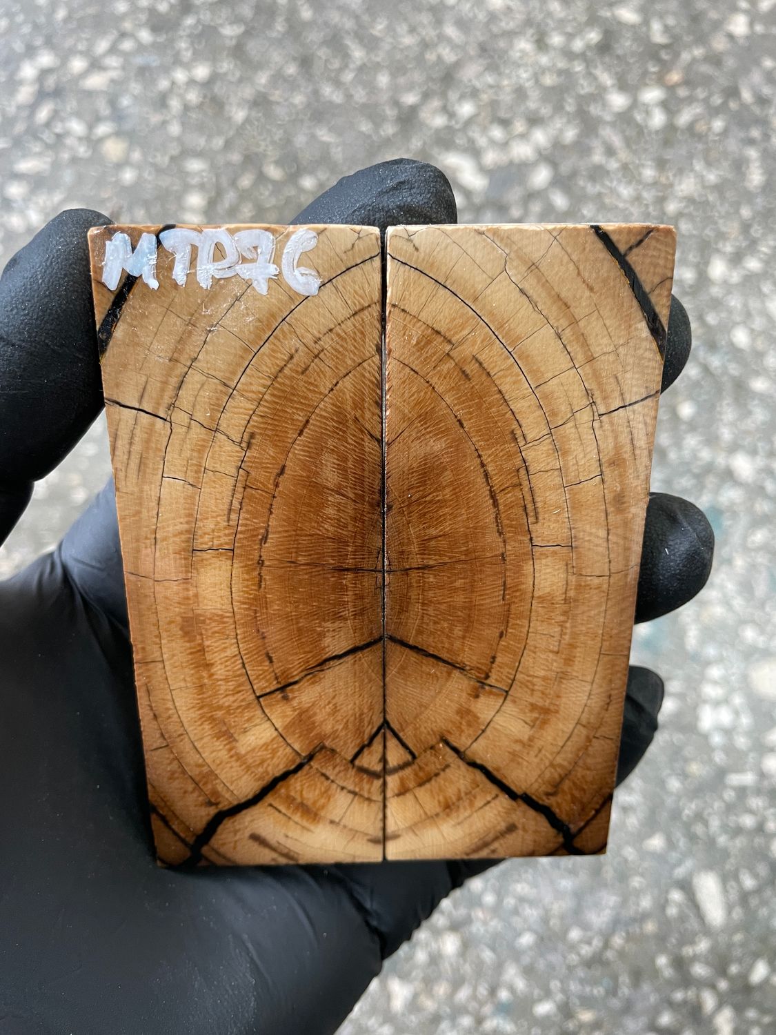 Mammoth tusk scales 3.70-1.33-0.35 inch MTP76