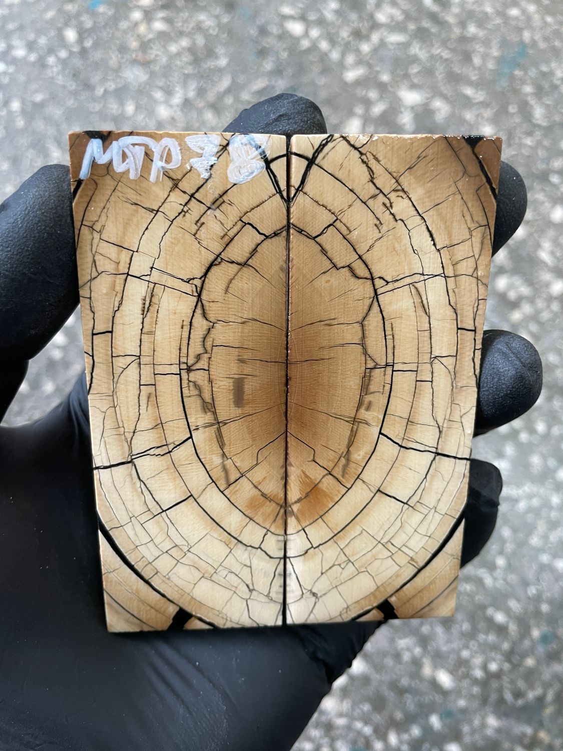 Mammoth tusk scales 3.70-1.37-0.39 inch MTP78