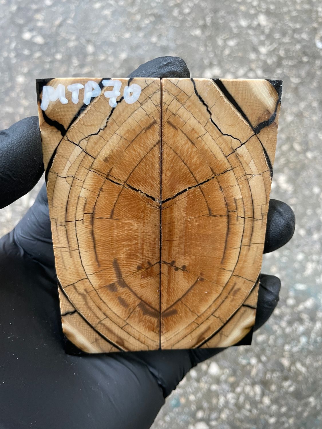 Mammoth tusk scales 3.70-1.33-0.31 inch MTP70