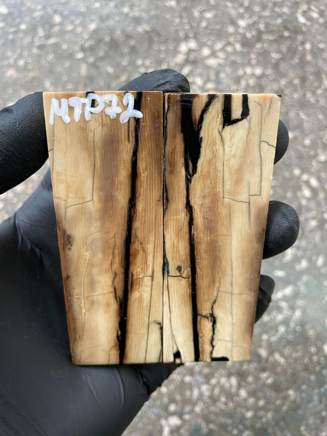 Mammoth tusk scales 3.70-1.25-0.35 inch MTP72