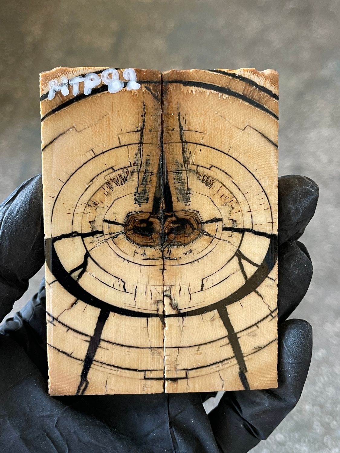 stabilized mammoth tusk knife scales pocket knife pair fossil material MTP82