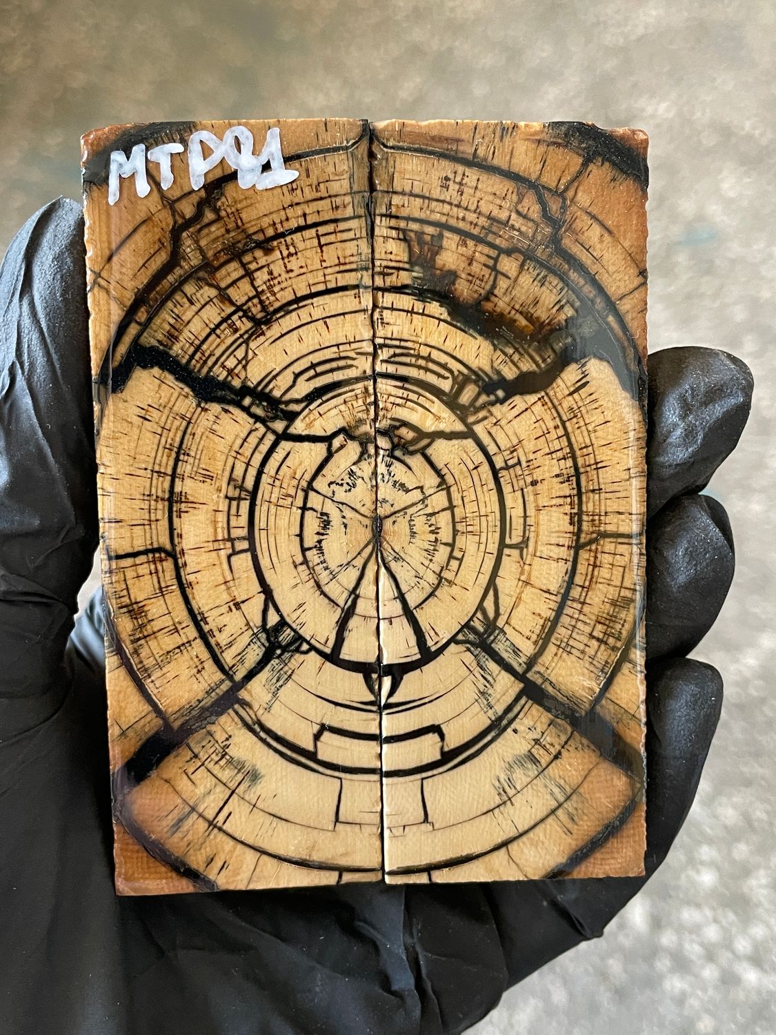 stabilized mammoth tusk knife scales pocket knife pair fossil material MTP81