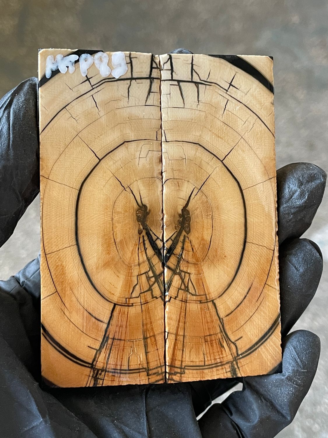 stabilized mammoth tusk knife scales pocket knife pair fossil material MTP89
