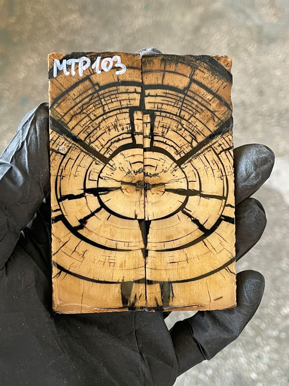 stabilized mammoth tusk knife scales pocket knife pair fossil material MTP103