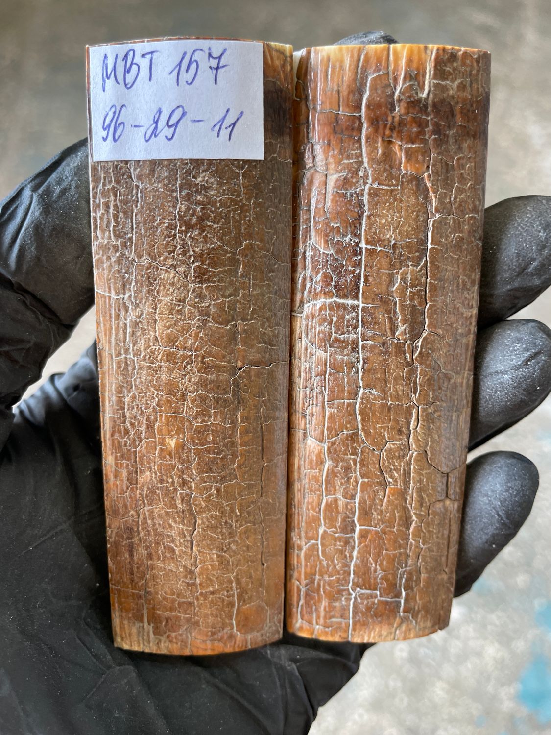 Mammoth Bark Tusk Knife Scales Fossil Pair 3.77×1.14×0.43 inch​​ MBT157