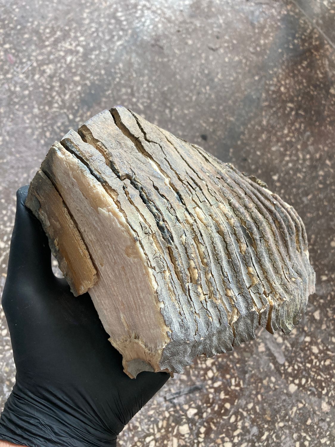 Unstabilized mammoth tooth showing natural cracks and structural separation before the stabilization process.
