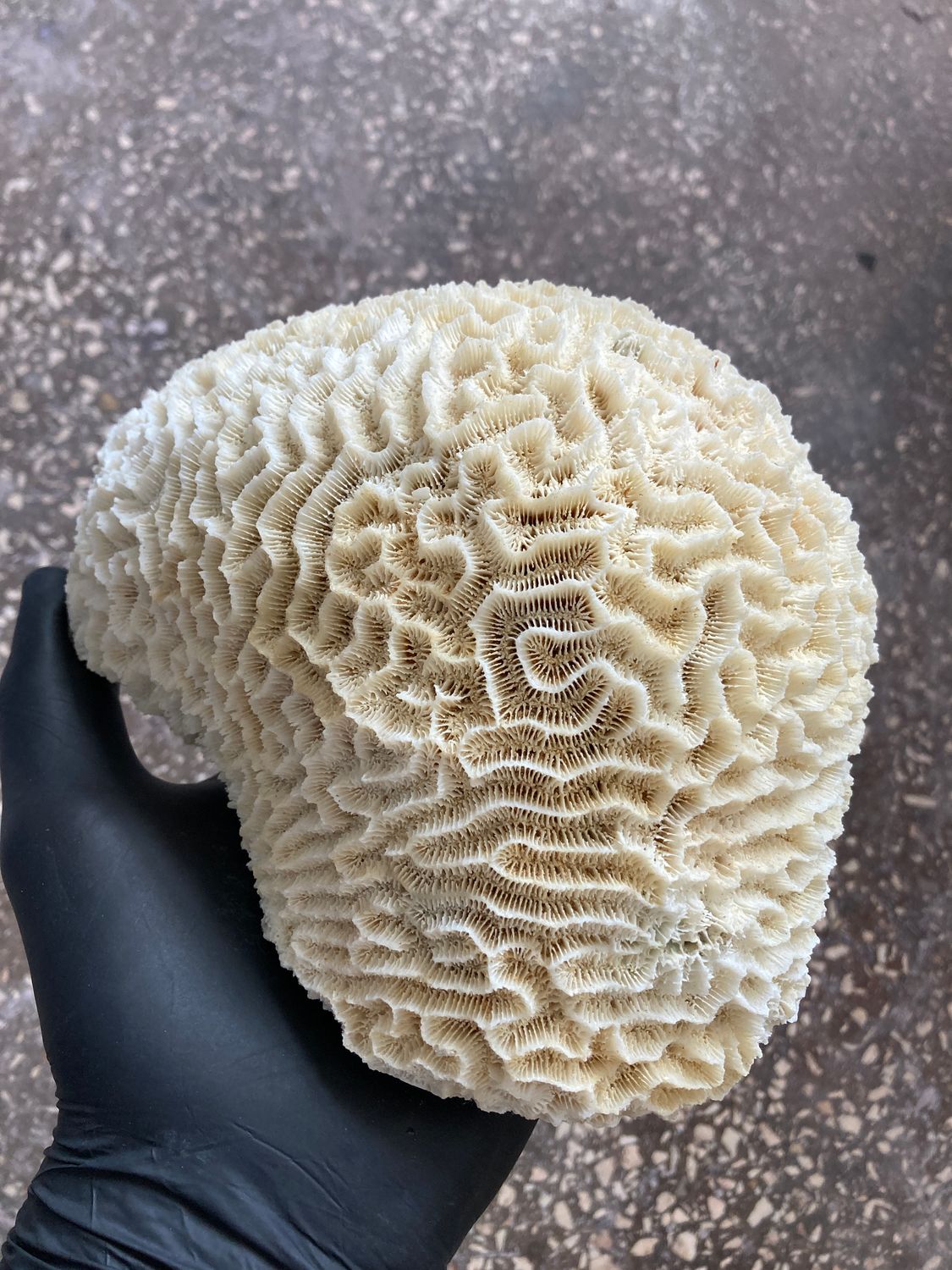 Natural unstabilized coral with large pores and complex texture used in custom knife making.