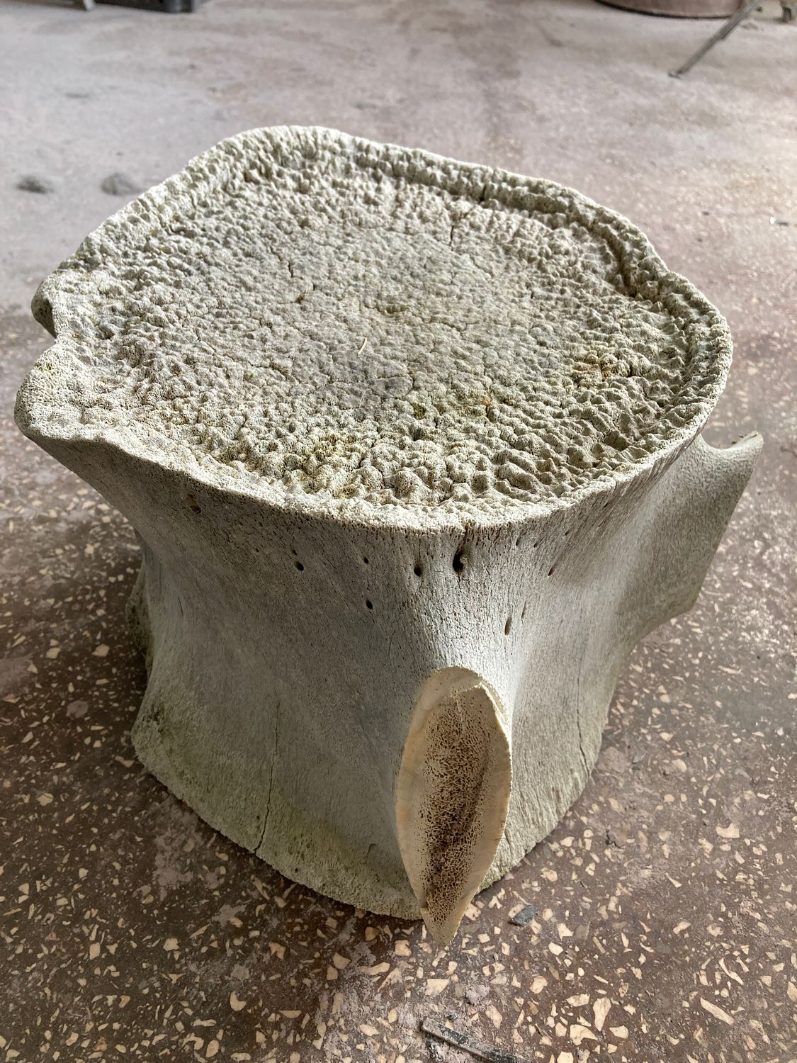 Unstabilized whale vertebra with natural porous texture used as a knife handle material.