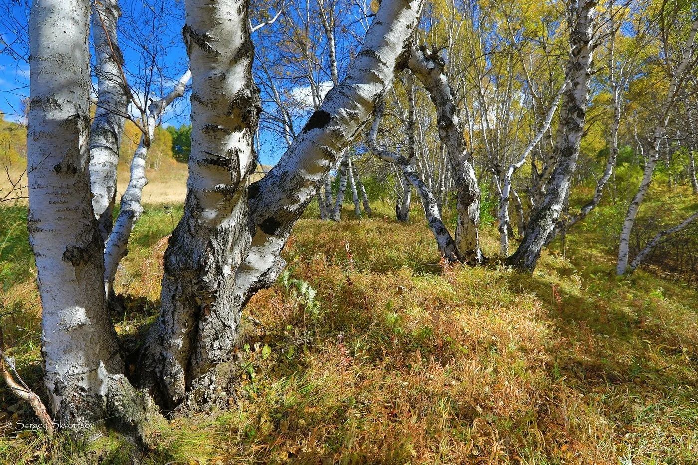 Karelian birch trees growing in the natural northern forests of Karelia