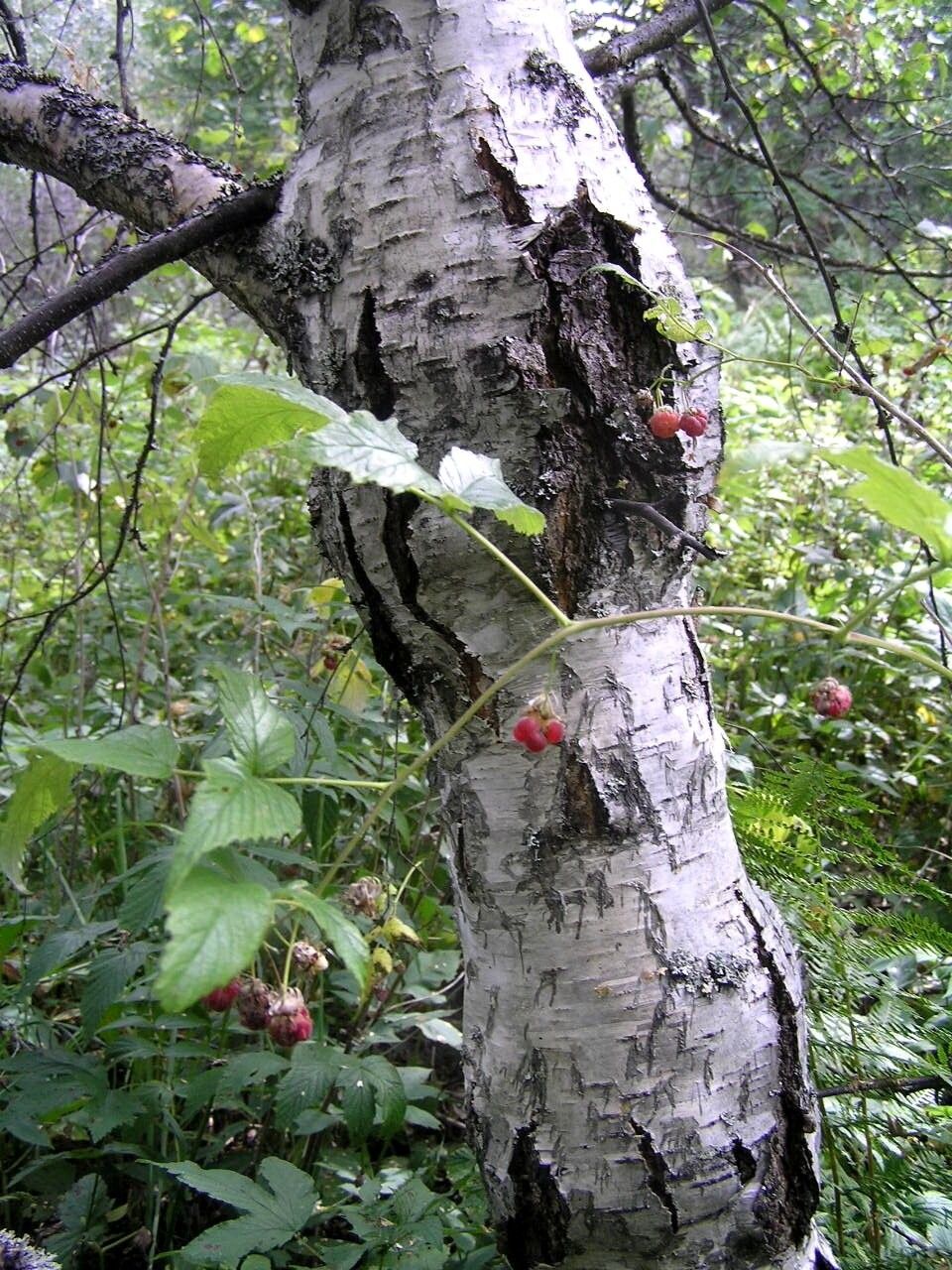 Close-up of a Karelian birch tree trunk showing its distinctive bark and natural growth pattern