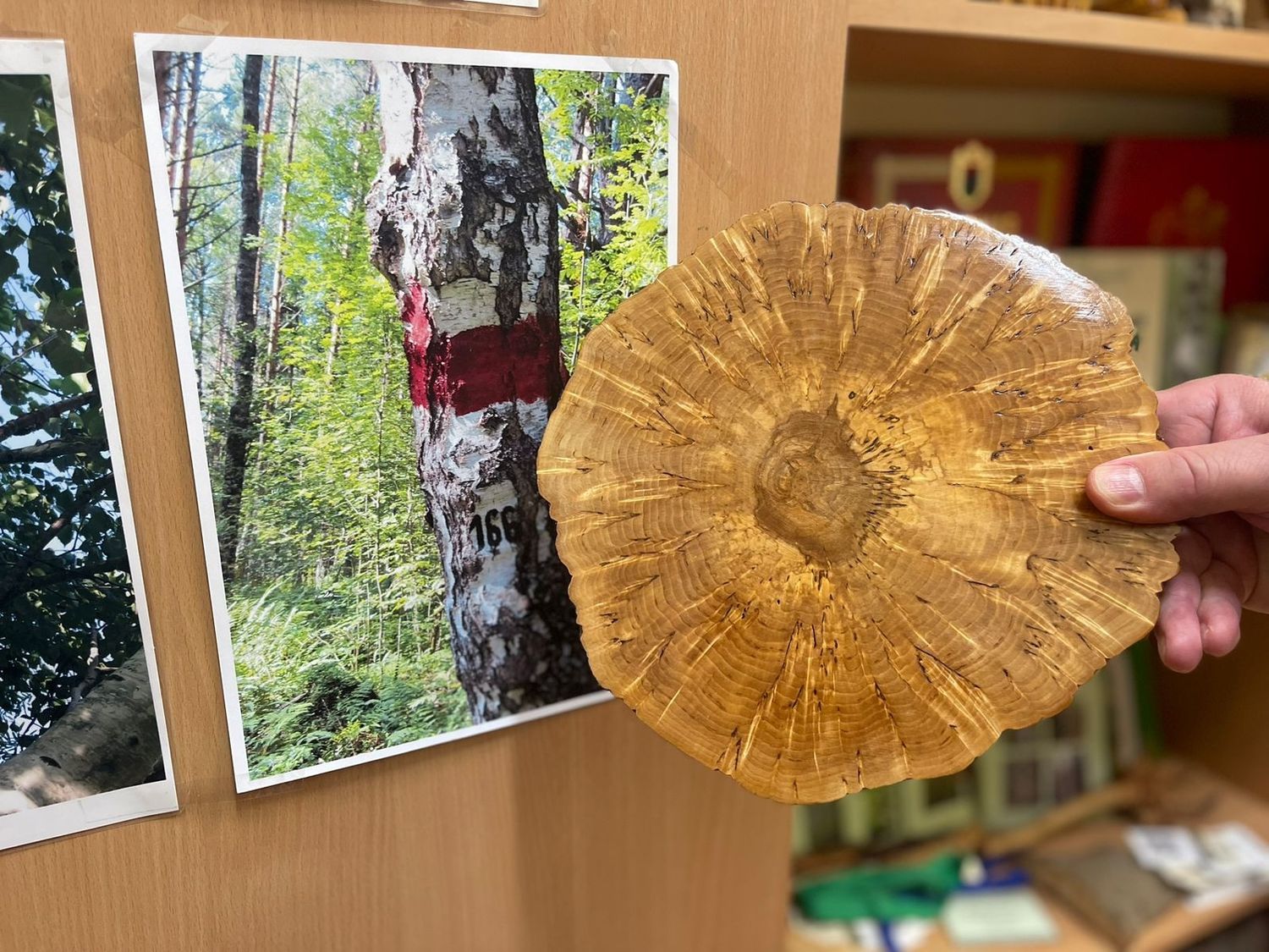 Cross-section of Karelian birch wood showing distinctive figured grain and swirling texture