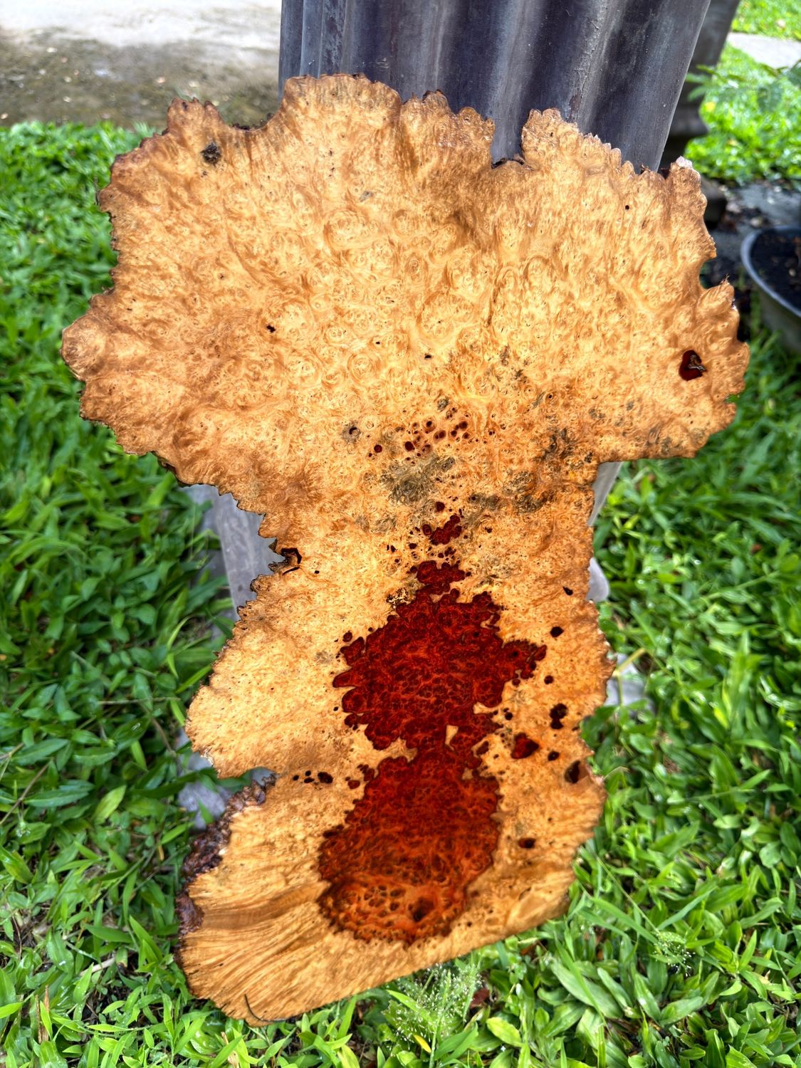 Natural Amboyna burl cross-section displaying intricate grain patterns, clustered burl eyes, and distinctive figured wood texture.